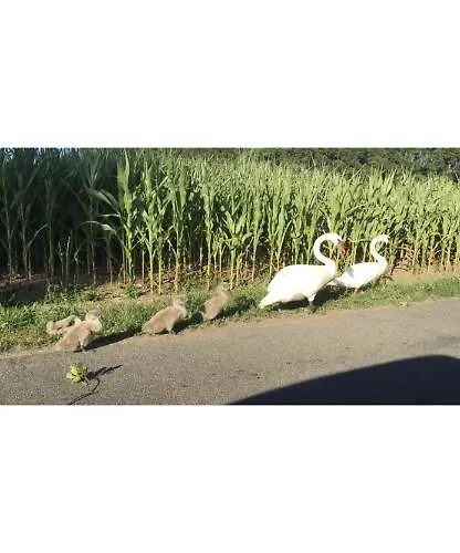 Apartman Labud 25 Am Ploener In